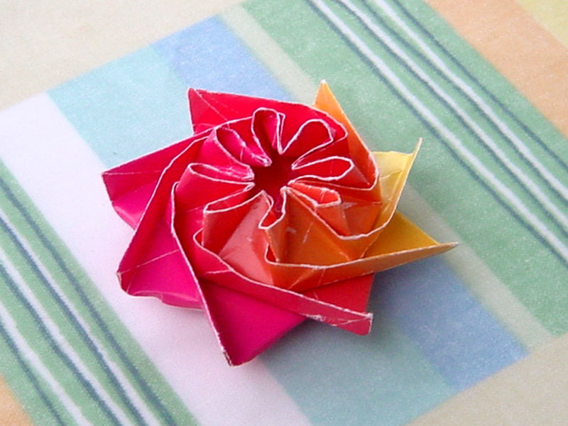 rosette3